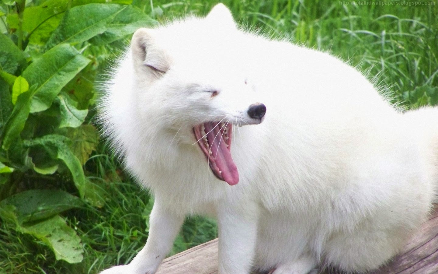 Песец зевает